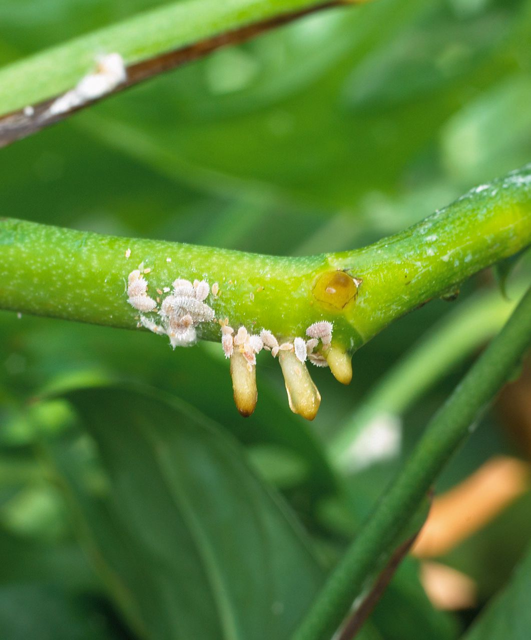 4. Mantenimiento de plantas