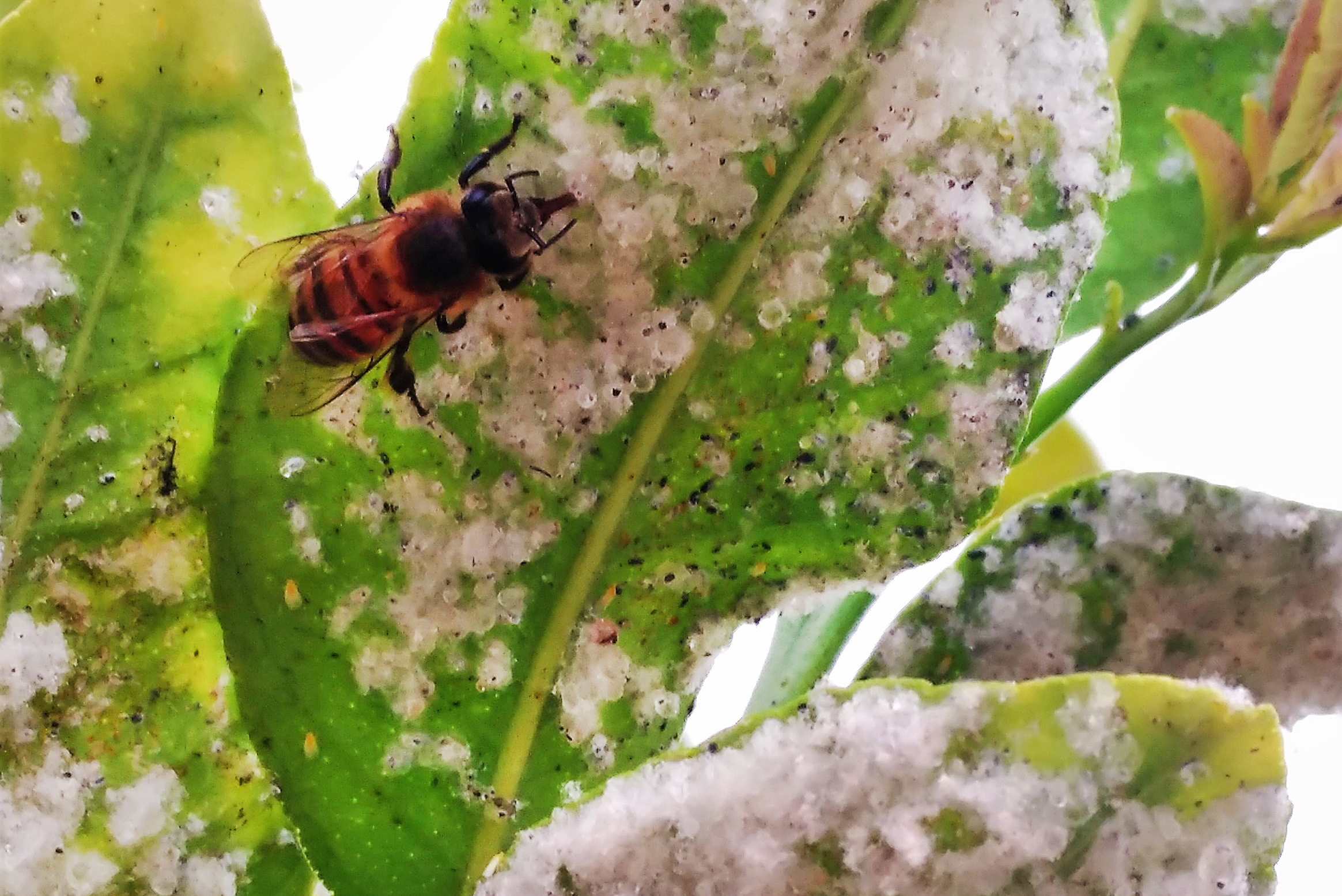 Insecticidas químicos