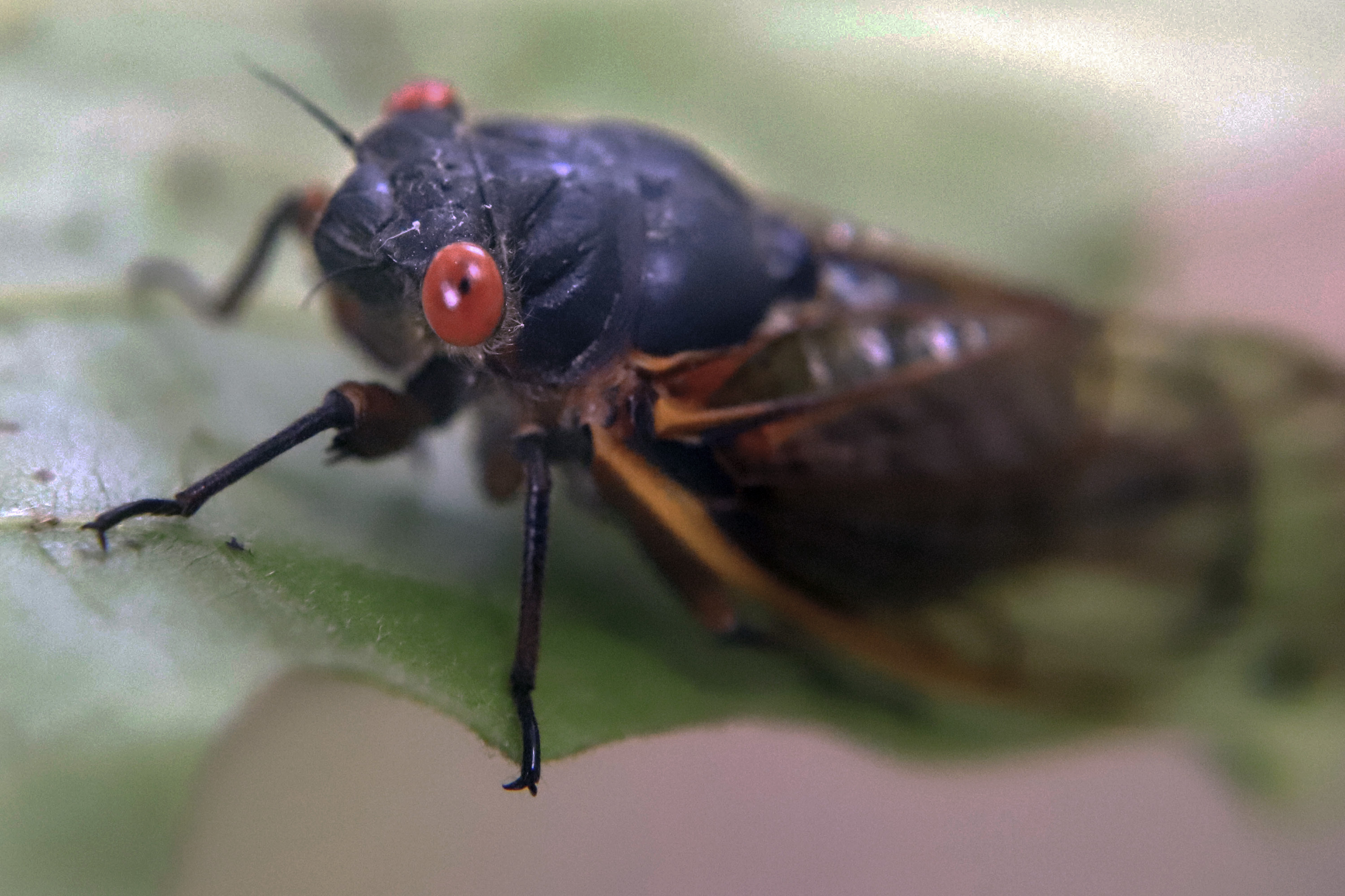 Causas comunes del miedo a los insectos