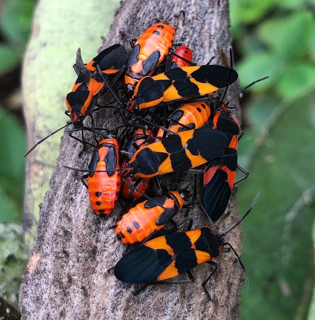 Cómo deshacerse de los insectos del algodoncillo