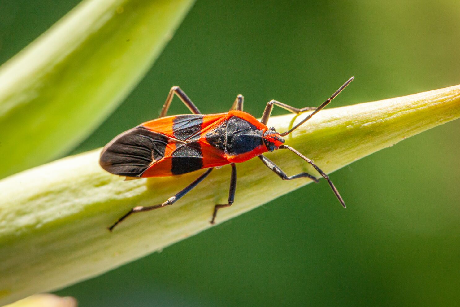 Cómo prevenir los insectos del algodoncillo