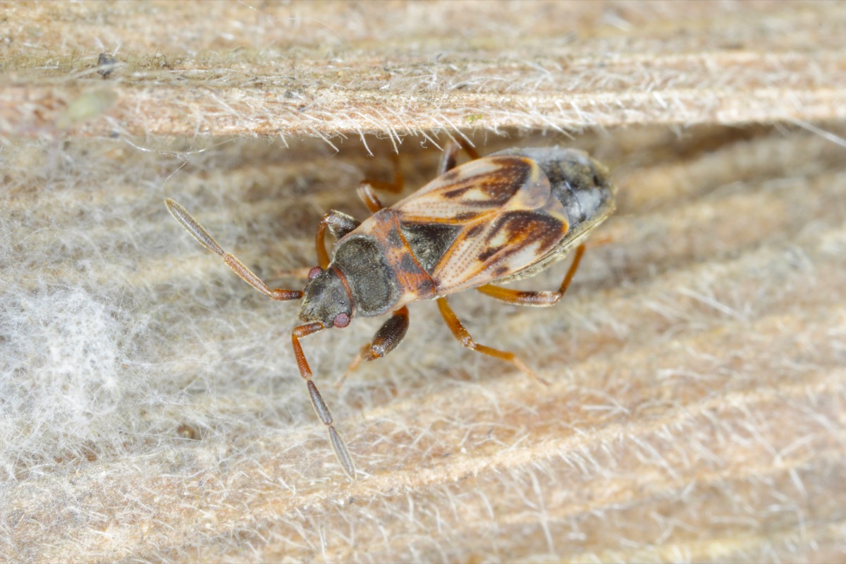 Identificación de chinches de semillas de olmo