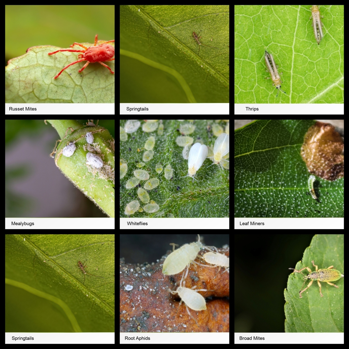 Identificación de plagas suculentas