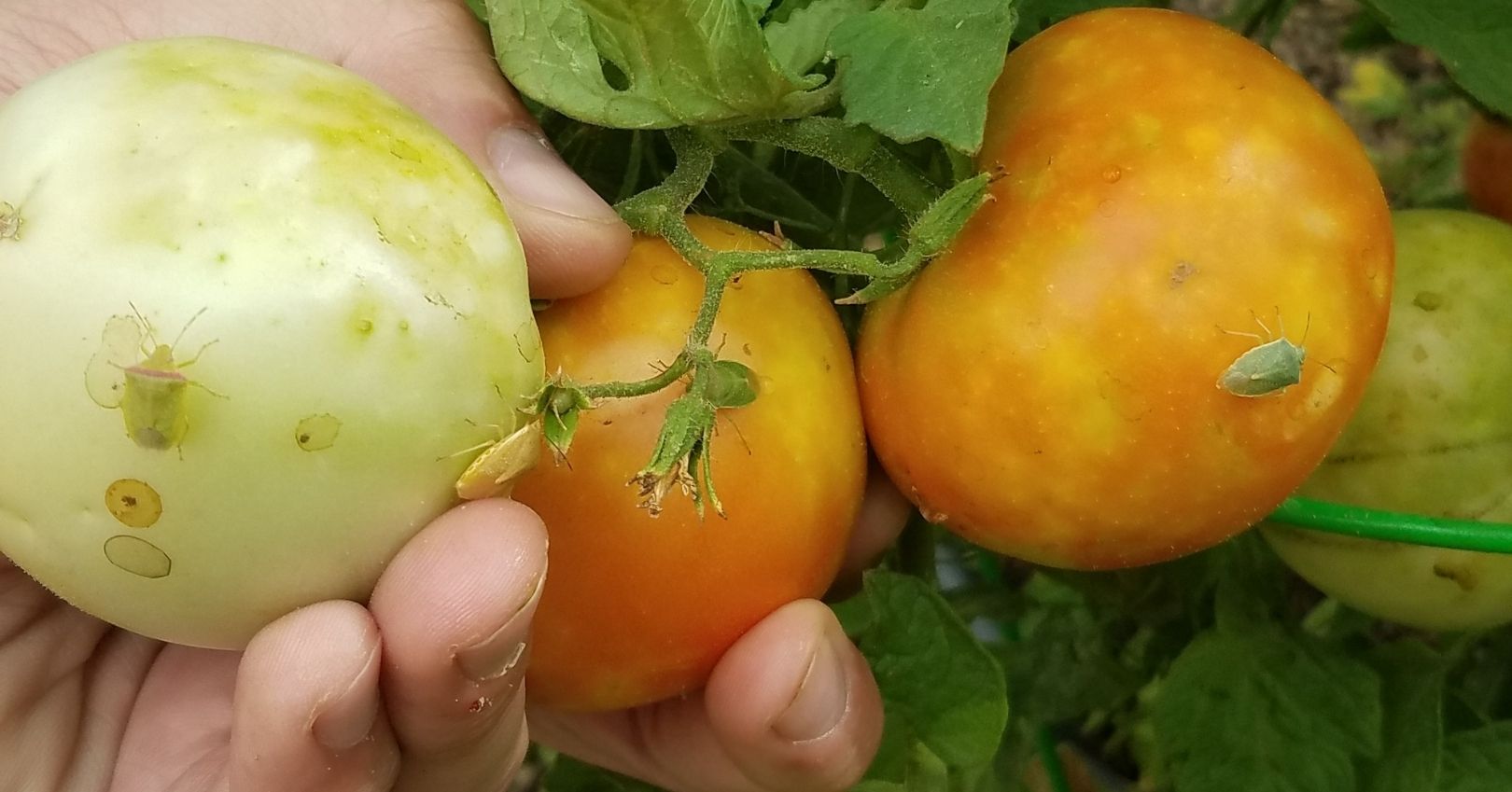 Impactos de las chinches apestosas en los tomates