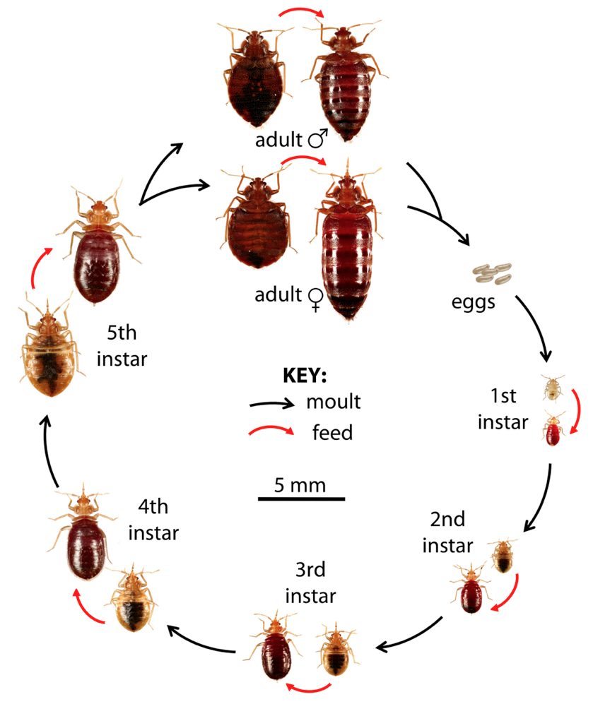 Ciclo de vida de las chinches