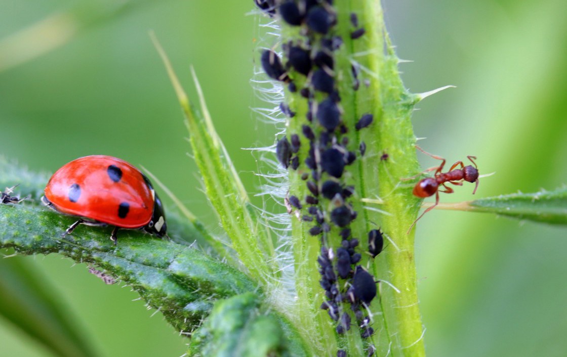 Insecticidas Naturales