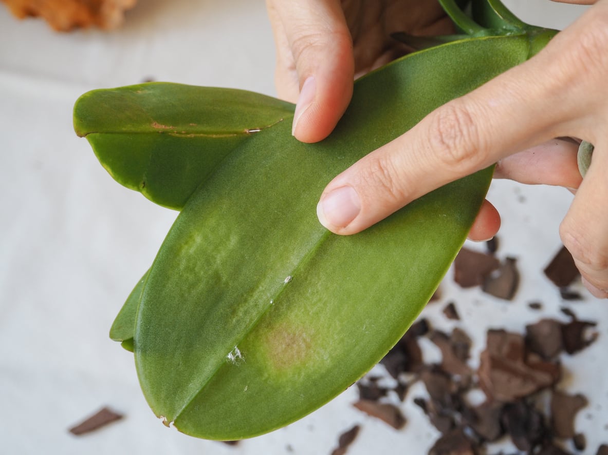 Remedios naturales para deshacerse de los insectos en las orquídeas