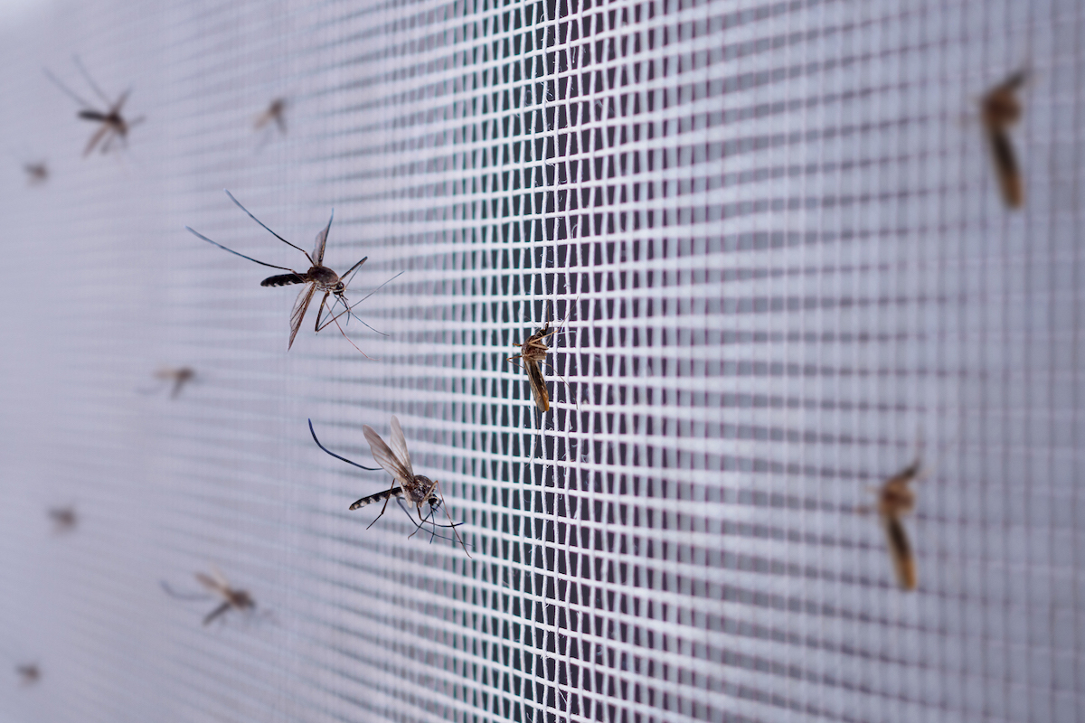 Prevención de insectos que suben por los desagües