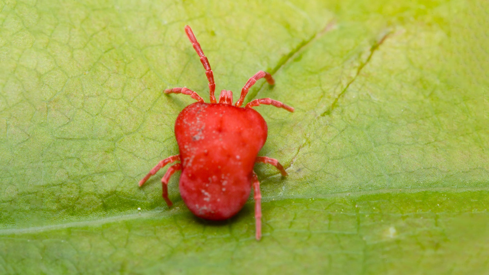 Ácaros araña