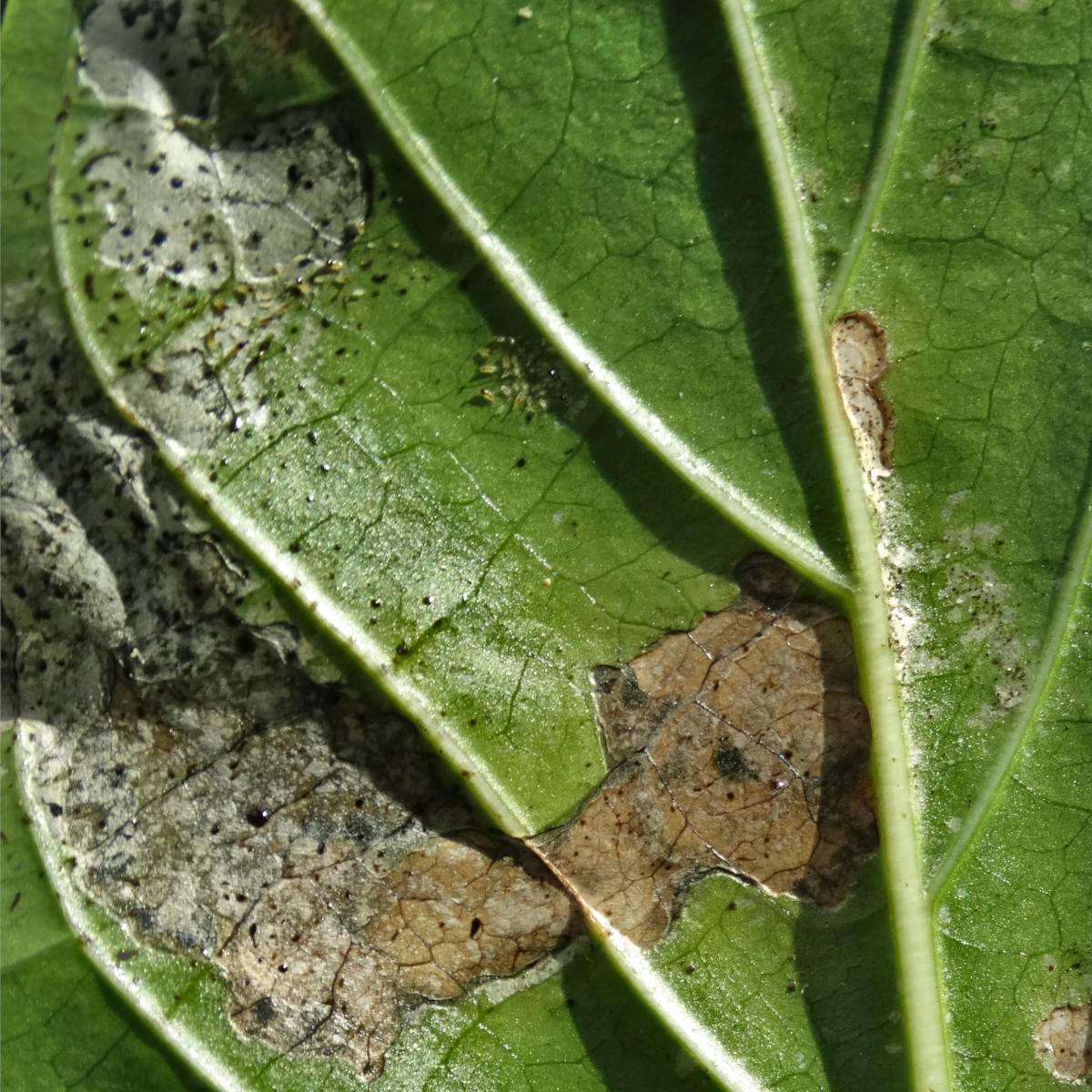 Síntomas de daños por insectos