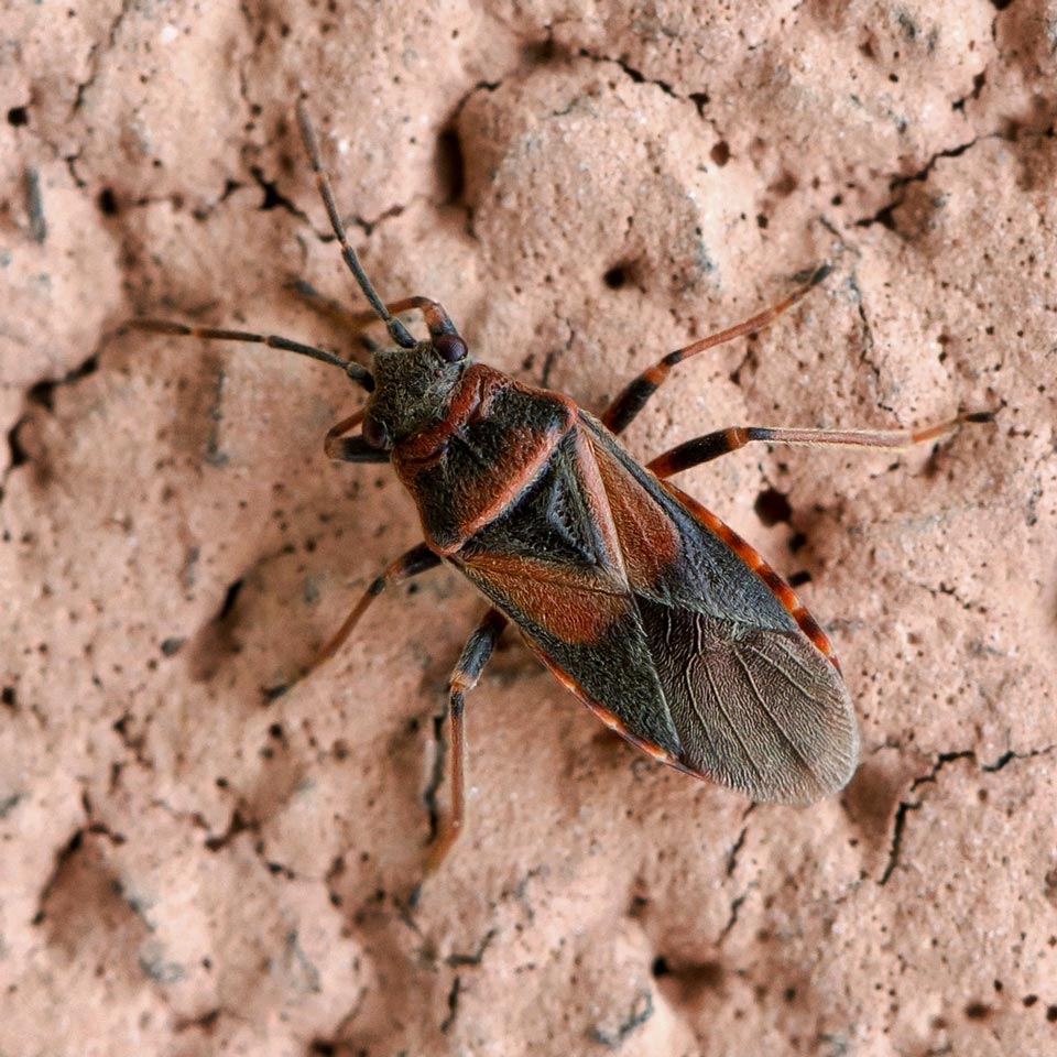 El daño causado por los insectos de la semilla del olmo