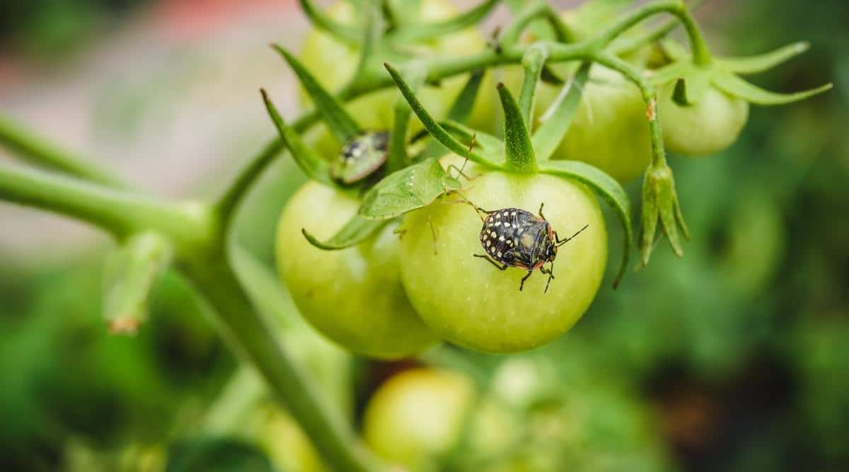 Tipos de insectos que afectan las plantas de tomate