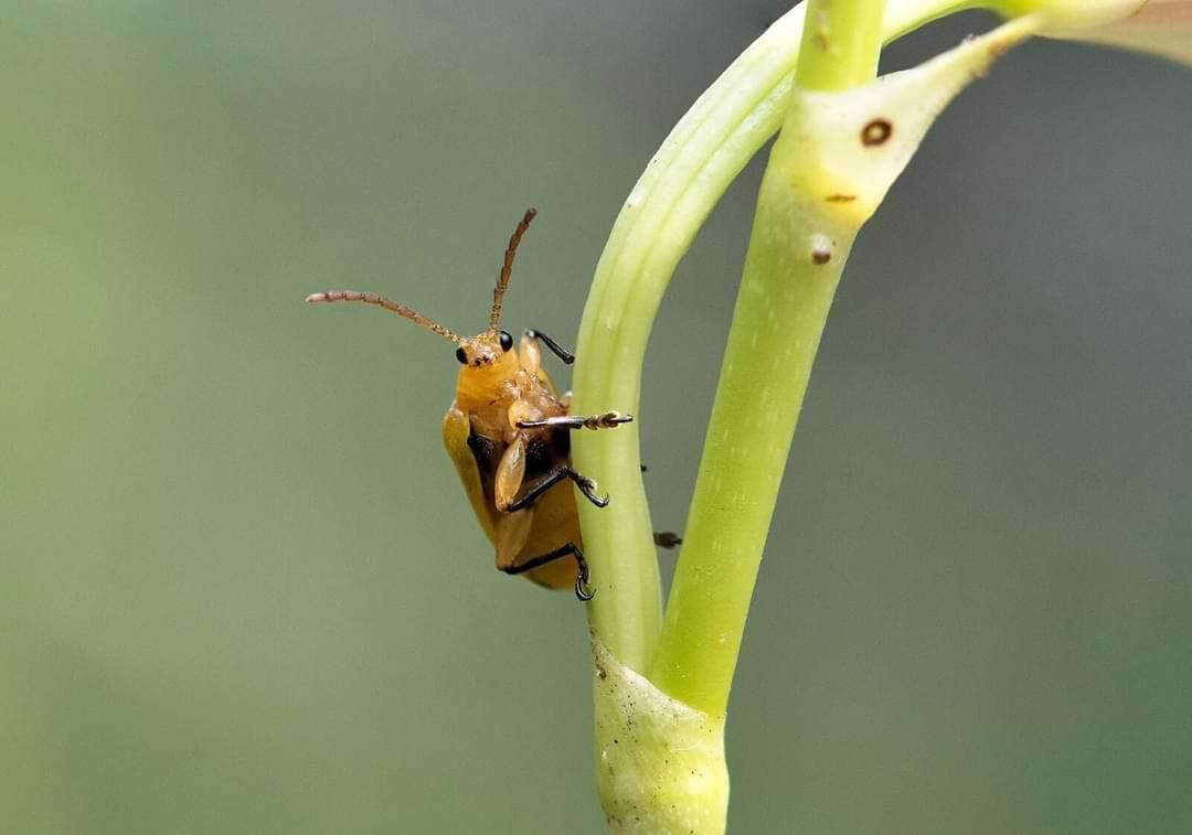 Tipos de insectos que se encuentran en las orquídeas