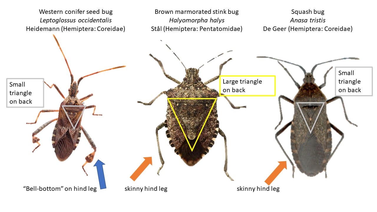 Tipos de insectos que atacan calabazas