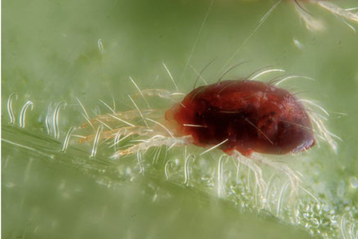 Tipos de insectos que comen menta