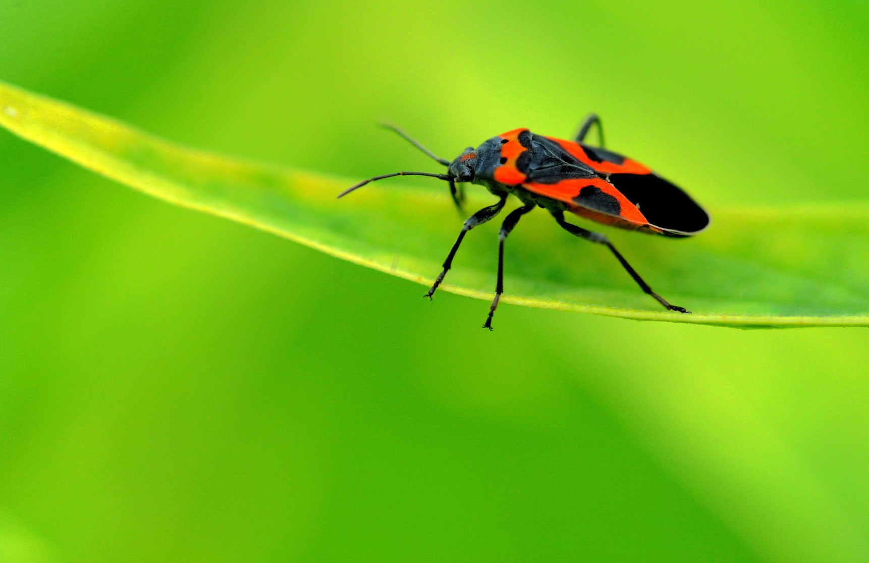 ¿Qué son los insectos del algodoncillo?