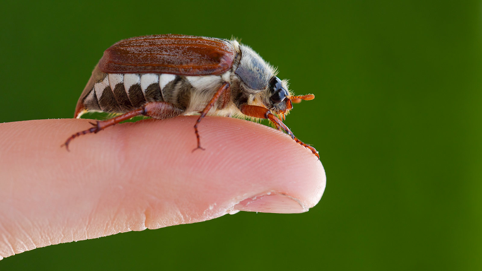 ¿Qué atrae a los insectos de junio?