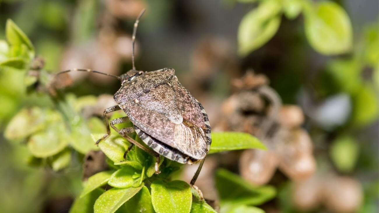 ¿Qué tipos de insectos pueden infestar un RV?